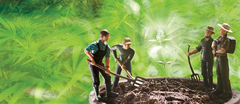 Amid struggles, farmers eye potential in burgeoning hemp industry